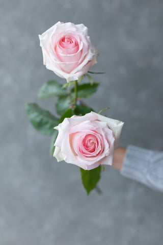 Nina Rose | Vibrant True Red Premium Roses | Farm Direct Wholesale | Free Shipping