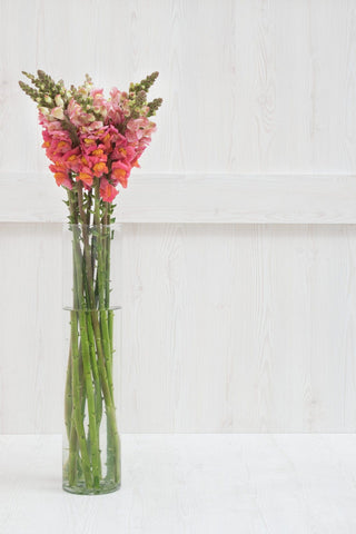 Fresh Orange Pink Snapdragon | Vibrant Line Filler for Bold & Tropical Florals