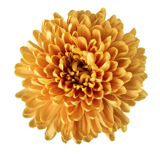 Orange Mums Wedding Cremon (Fresh Cut )