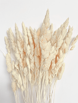 Orchad Grass Dried Natural Preserved