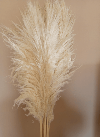 Pampas Flat Dried Natural Preserved