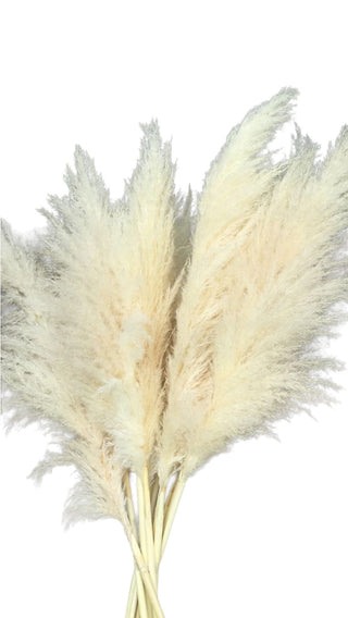 Pampas Flat Dried Natural Preserved