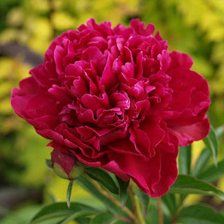 Red Fresh Cut American Peony – May & June Delivery