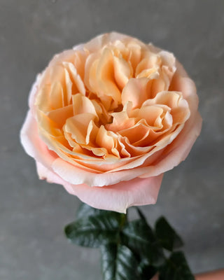 Sweet City Garden Rose | Wholesale Premium Roses | Farm Direct