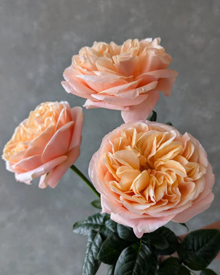 Sweet City Garden Rose | Wholesale Premium Roses | Farm Direct
