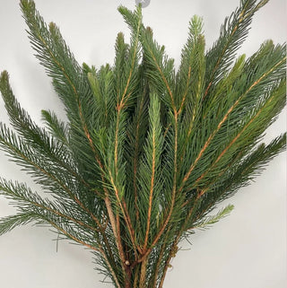 Aussie Pine