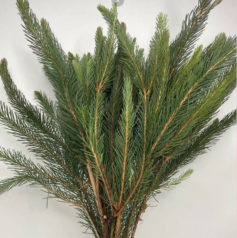 Aussie Pine Whosale Foliage Greenery (Fresh Cut)
