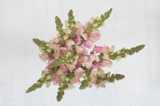 Fresh Pink Snapdragon | Romantic Line Filler for Wedding & Garden-Style Florals