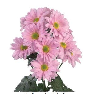 Pink Daisy Pompom Flower