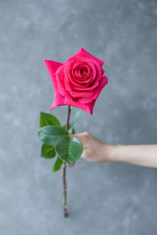 Pink Floyd Rose | Bold Electric Hot Pink Premium Roses | Farm Direct Wholesale | Free Shipping