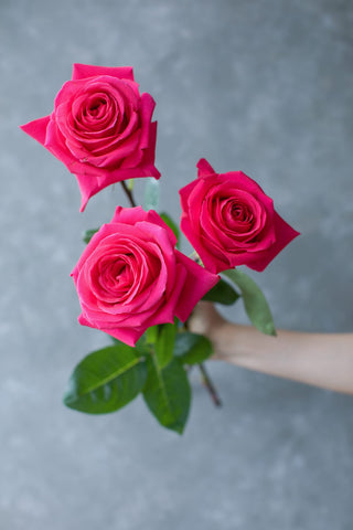 Pink Floyd Rose | Bold Electric Hot Pink Premium Roses | Farm Direct Wholesale | Free Shipping