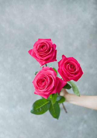 Pink Floyd Rose | Bold Electric Hot Pink Premium Roses | Farm Direct Wholesale | Free Shipping