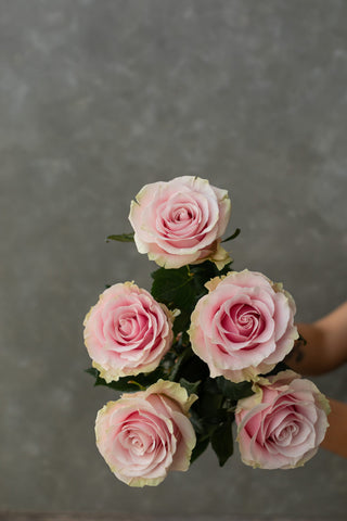 Pink Mondial Rose | Soft Blush Pink Premium Roses | Farm Direct Wholesale | Free Shipping