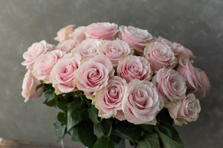 Pink Mondial Rose | Soft Blush Pink Premium Roses | Farm Direct Wholesale | Free Shipping