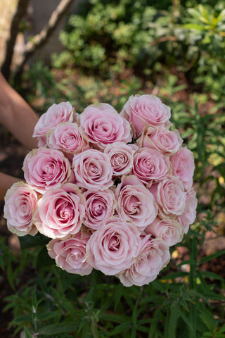 Pink Mondial Rose | Soft Blush Pink Premium Roses | Farm Direct Wholesale | Free Shipping