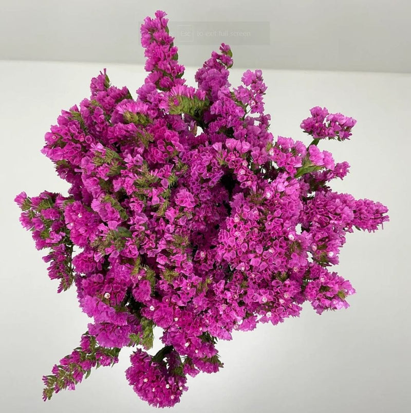 Pink Statice Filler Fresh Cut Flower