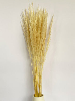 Plume Reed Dried Natural Preserved