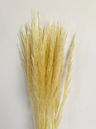 Plume Reed Dried Natural Preserved