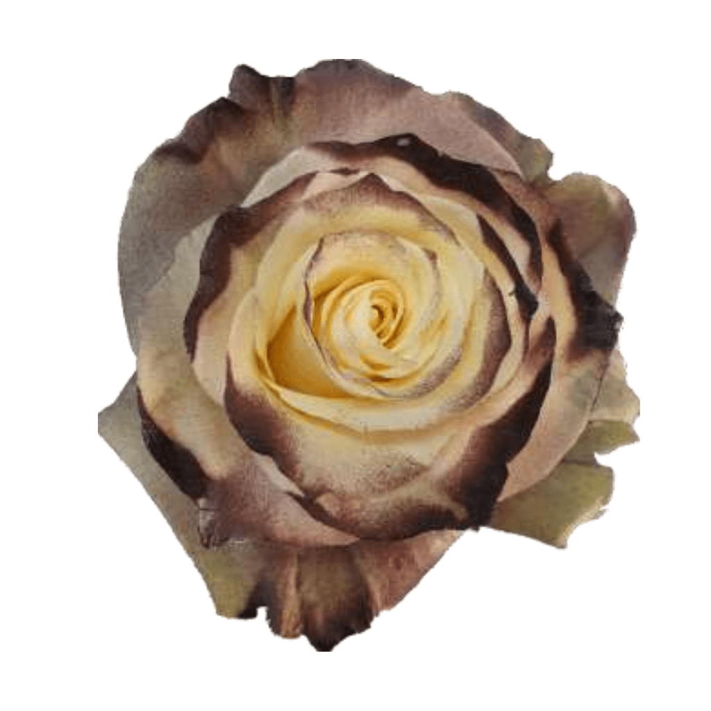 Powder Coffee Rose Tinted (Fresh Cut) – Greenchoice Flowers