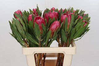 Protea Brenda 40cm  (African Flower)