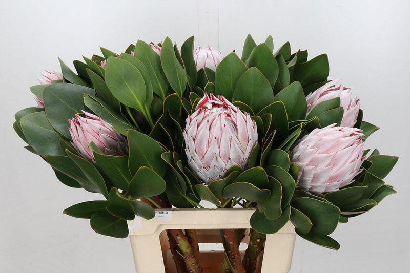 Protea Cynaroides King 40cm  (African Flower)