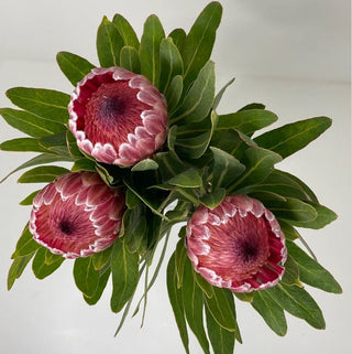 Protea Whosale Foliage Greenery (Fresh Cut)