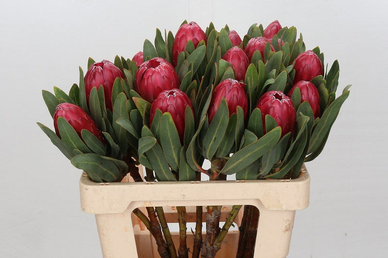 Protea Red 60cm  (African Flower)