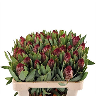 Protea Robijn 50cm  (African Flower)