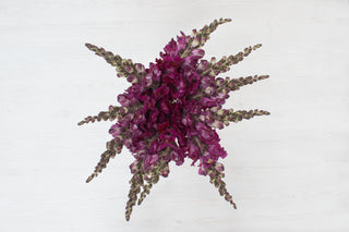 Fresh Purple Snapdragon | Bold Line Filler for Moody & Luxury Wedding Florals