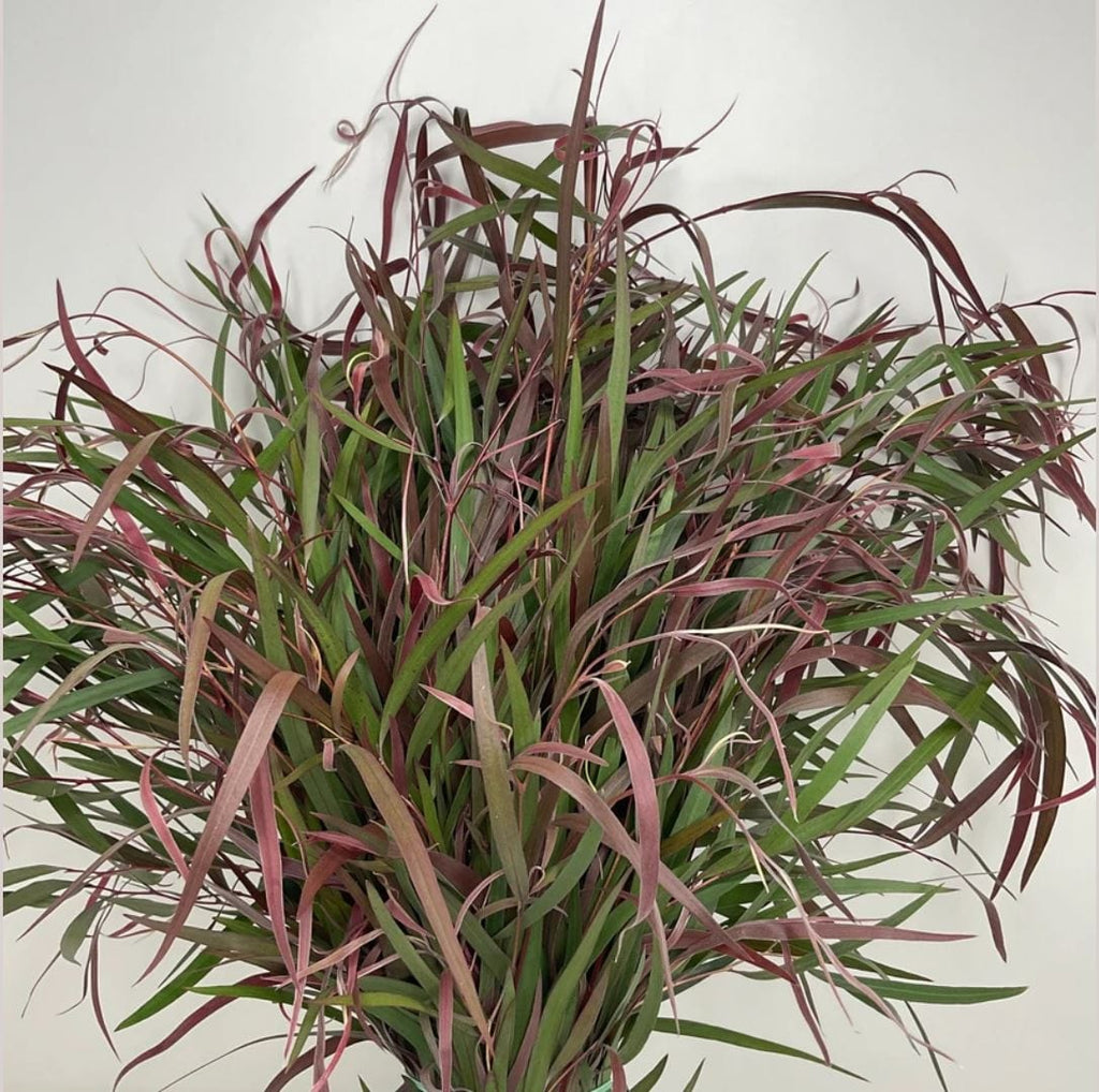 Purple Agonis Whosale Foliage Greenery (Fresh Cut)