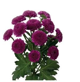 Purple Button Pompom Flower