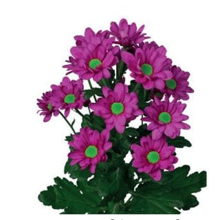 Purple Daisy Pompom Flower