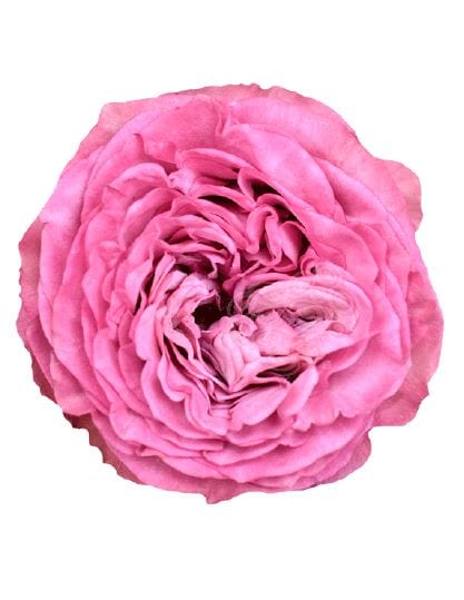 Flower Box Graceful Charm - roses, ranunculuses, peonies