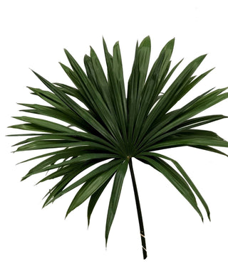 Raphis Palm