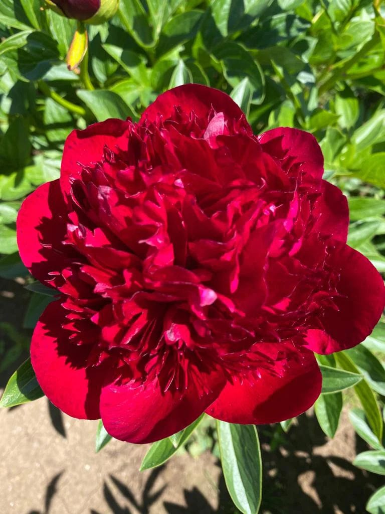 Premium Red Peonies Flower January