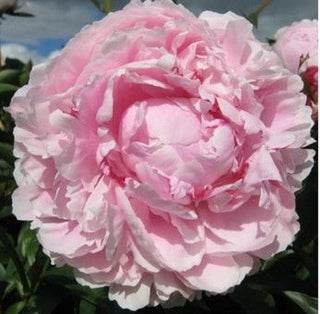 Raspberry Sundae - Patagonia Peonies Flowers | Fresh-Cut Wholesale Peony (October - November - December)