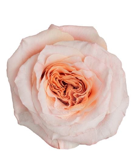 Shimmer Garden Rose