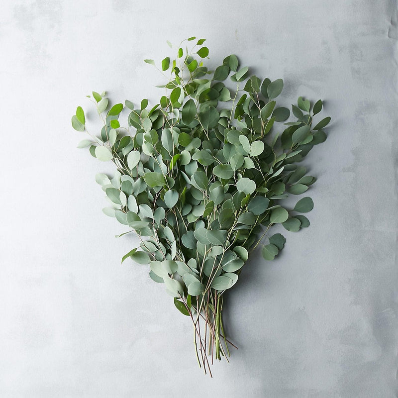 Buy Online High quality and Fresh Silver Dollar Eucalyptus - Greenchoice Flowers