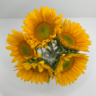 Sunbeam Sunflower — USA Grown Fresh Cut Pollen-Free Sunflowers, California Wholesale