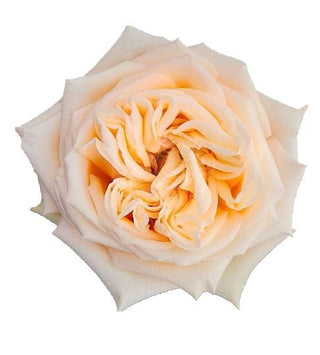 Sweet City Garden Rose