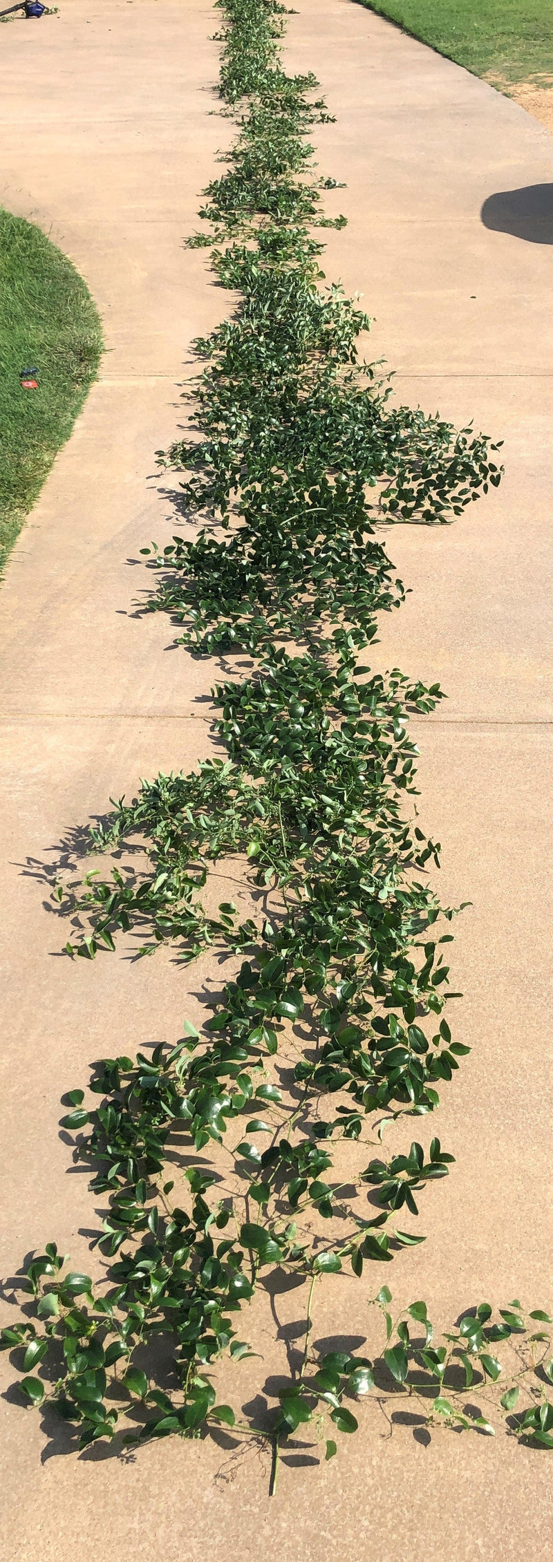 Texas Smilax / Jackson Vine