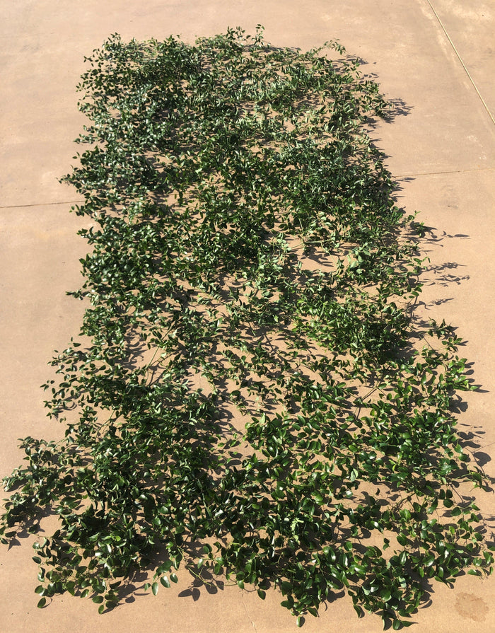 Texas Smilax/Jackson Vine Wedding Greenery 80ft, 150ft & 300ft 📦🌿 ✈ Shipping Included