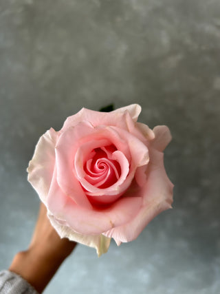 Unforgiven Rose | Soft Blush Pink with Coral Center Premium Roses | Farm Direct Wholesale | Free Shipping