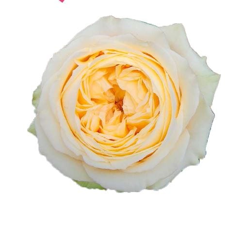 Vanilla Catalina Garden Rose