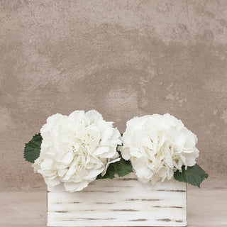 White Hydrangea Premium Extra Large (Fresh Cut)