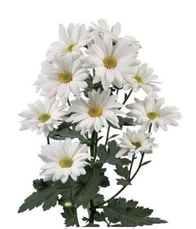 White Daisy Pompom Flower