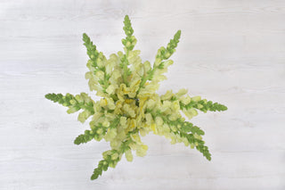 Fresh Yellow Snapdragon | Bright Line Filler Flower for Spring & Summer Florals