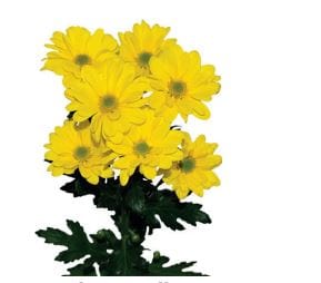 Yellow Daisy Pompom Flower