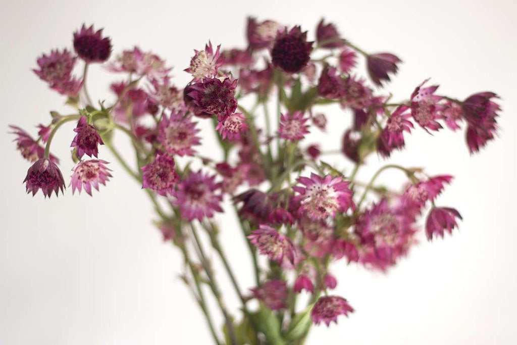 Buy Online High quality and Fresh Burgundy Astrantia - Greenchoice Flowers