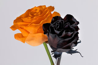 Buy Online High quality and Fresh Halloween Dyed Roses - Greenchoice Flowers